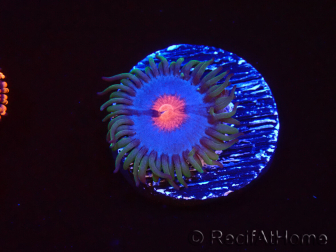 WYSIWYG - Zoanthus Blue Kisses
