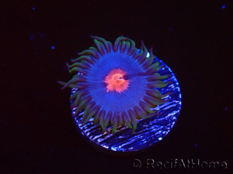 WYSIWYG - Zoanthus Blue Kisses 40D6