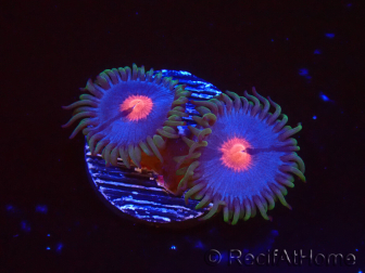 WYSIWYG - Zoanthus Blue Kisses 40D7