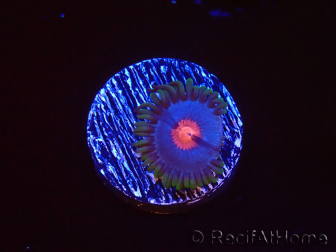 WYSIWYG - Zoanthus Blue Kisses 40D8