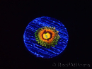 WYSIWYG - Zoanthus Rainbow Incinerator 2A9