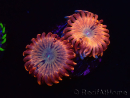 WYSIWYG - Zoanthus Utter Peace 40O8