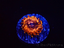 WYSIWYG - Zoanthus Utter Chaos 40P5