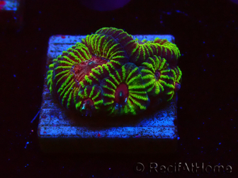 WYSIWYG - RAH Favia Red Barcode 3I3
