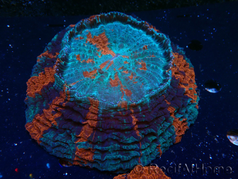 WYSIWYG Acanthophyllia deshayesiana 6 (Skeleton 4 cm/Open 8 cm)