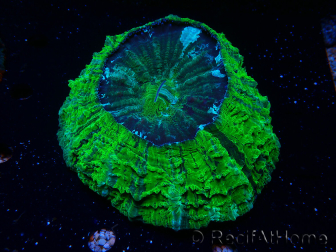 WYSIWYG Acanthophyllia deshayesiana(Skeleton 4 cm/Open 7 cm)