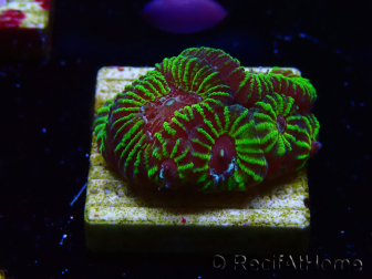 WYSIWYG - RAH Favia Red Barcode 3I3
