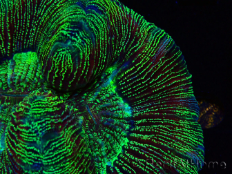 WYSIWYG Trachyphyllia geoffreyi Ultra 1 (Skeleton 4 cm)
