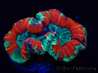 WYSIWYG Trachyphyllia geoffroyi Ultra 5 (Skeleton 6 cm)