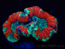 WYSIWYG Trachyphyllia geoffroyi Ultra 5 (Skeleton 6 cm)
