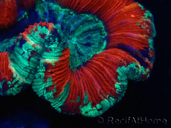 WYSIWYG Trachyphyllia geoffroyi Ultra 5 (Skeleton 6 cm)