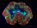 WYSIWYG - Trachyphyllia geoffroyi Ultra 7 (Skeleton 9 cm)