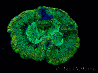 WYSIWYG - Trachyphyllia geoffroyi Ultra 9 (Skeleton 6 cm/Open 9 cm)