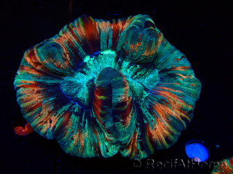 WYSIWYG - Trachyphyllia geoffroyi Ultra 11 (Scheletro 6 cm/Aperto 10 cm)