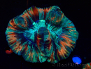 WYSIWYG - Trachyphyllia geoffroyi Ultra 11 (Scheletro 6 cm/Aperto 10 cm)