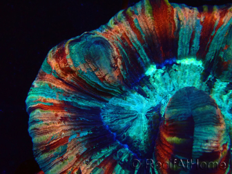 WYSIWYG - Trachyphyllia geoffroyi Ultra 11 (Scheletro 6 cm/Aperto 10 cm)