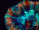 WYSIWYG - Trachyphyllia geoffroyi Ultra 11 (Scheletro 6 cm/Aperto 10 cm)