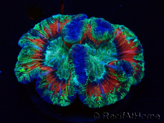 WYSIWYG - Trachyphyllia geoffroyi Ultra 12 (Skeleton 5 cm)