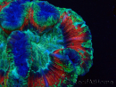 WYSIWYG - Trachyphyllia geoffroyi Ultra 12 (Skeleton 5 cm)