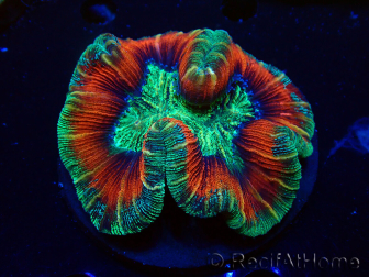 WYSIWYG - Trachyphyllia geoffroyi Ultra 15 (Skeleton 8 cm)