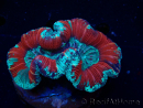 WYSIWYG Trachyphyllia geoffroyi Ultra 5 (Skeleton 6 cm)