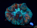 WYSIWYG - Trachyphyllia geoffroyi Ultra 11 (Scheletro 6 cm/Aperto 10 cm)