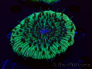 WYSIWYG - RAH Fungia fungites élevage RAH 5 (4.5 cm)