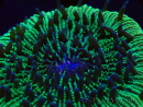 WYSIWYG - RAH Fungia fungites élevage RAH 5 (4.5 cm)