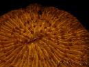 WYSIWYG Cycloseris sp 12 Ultra Neon Orange (7 cm)