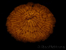 WYSIWYG Cycloseris sp 12 Ultra Neon Orange (7 cm)