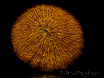 WYSIWYG Cycloseris sp 13 Ultra Neon Orange (4 cm)