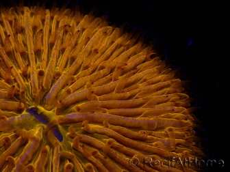 WYSIWYG Cycloseris sp 13 Ultra Neon Orange (4 cm)