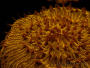 WYSIWYG Cycloseris sp 14 (4.5 cm)