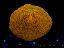 WYSIWYG Cycloseris sp 15 (5 cm)