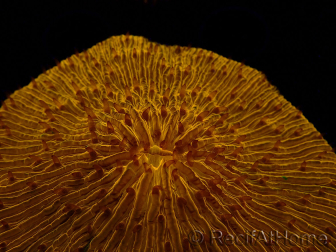 WYSIWYG Cycloseris sp 15 (5 cm)