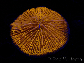WYSIWYG Cycloseris sp 17 (5 cm)
