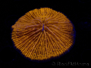WYSIWYG Cycloseris sp 17 (5 cm)