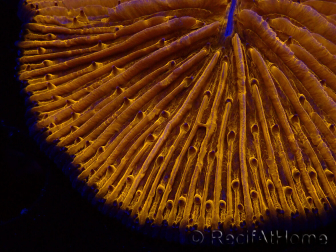 WYSIWYG Cycloseris sp 17 Ultra Neon Orange (5 cm)