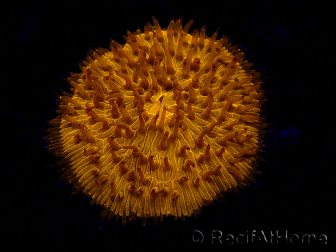 WYSIWYG Cycloseris sp 18 Ultra Neon Orange (5.5 cm)