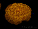 WYSIWYG Cycloseris sp 19 Ultra Neon Orange (5 cm)