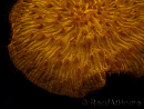 WYSIWYG Cycloseris sp 19 Ultra Neon Orange (5 cm)