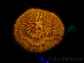 WYSIWYG Cycloseris sp 20 (5.5 cm)