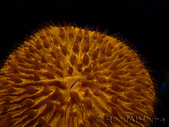 WYSIWYG Cycloseris sp 20 (5.5 cm)