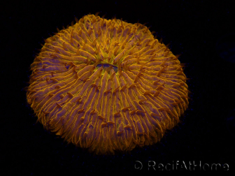 WYSIWYG Cycloseris sp 22 Ultra Neon Orange (4 cm)