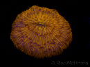 WYSIWYG Cycloseris sp 22 Ultra Neon Orange (4 cm)