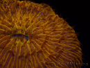 WYSIWYG Cycloseris sp 22 (4 cm)