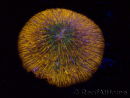 WYSIWYG Cycloseris sp 23 Ultra Neon Orange (5.5 cm)