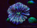 WYSIWYG - RAH Heliofungia fralinae 1 (Scheletro 2,5 cm)