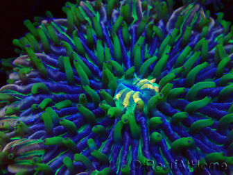 WYSIWYG- RAH Heliofungia fralinae 3 (Scheletro 2,5 cm)