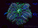 WYSIWYG- RAH Heliofungia fralinae 3 (Skelett 2,5 cm)